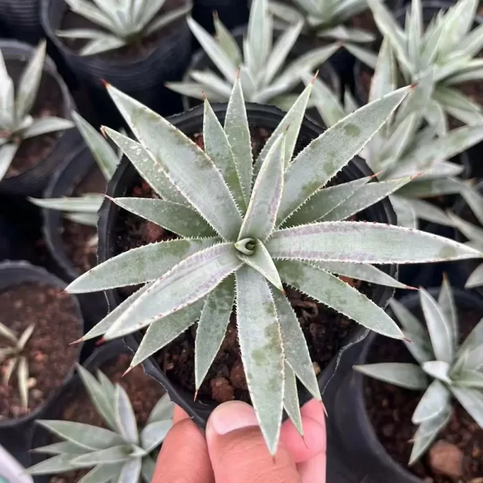 e201-75.webp Agave Mangave Bloodline - Image 1