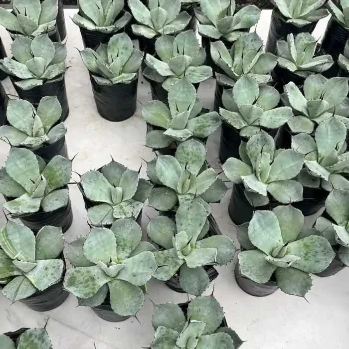 Agave Flexispina - Image 1