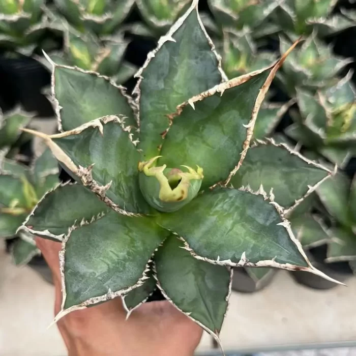 e201-77.webp Agave Titanota Werewolf - Image 1