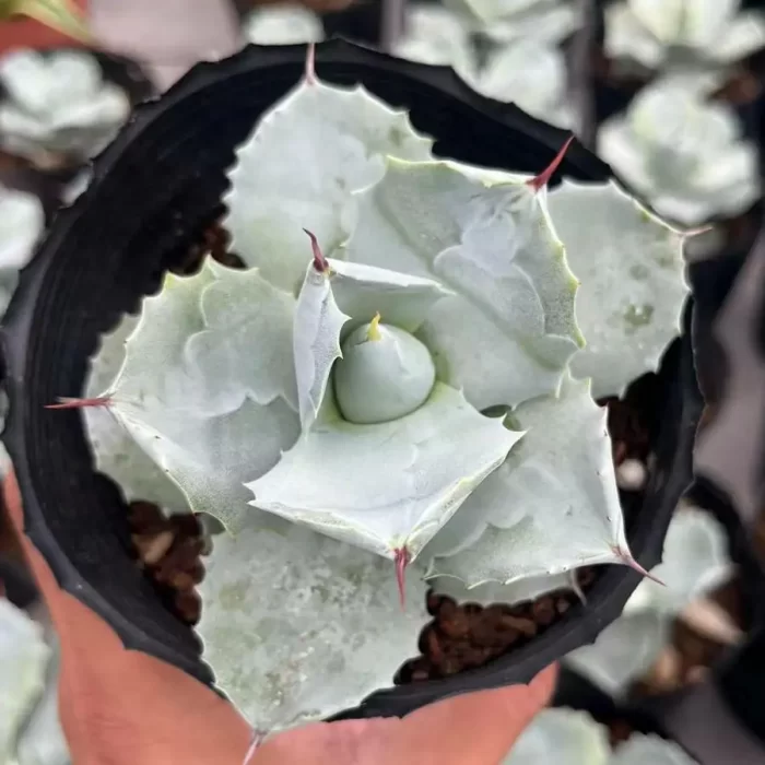 Agave Isthmensis - Image 1