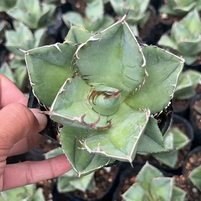 Agave Titanota Juggernaut - Image 1