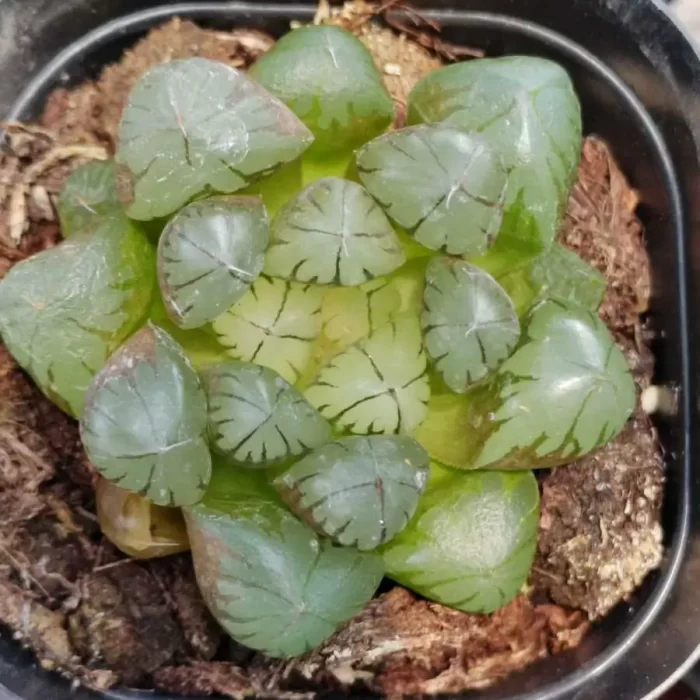 e201-8.webp Haworthia Japan Cooperi - Image 1