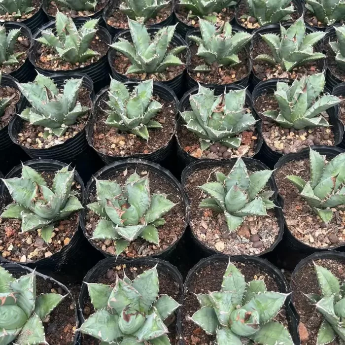 e201-80.webp Agave Titanota Dwarf - Image 1