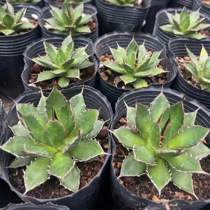 Agave Horrida - Image 1