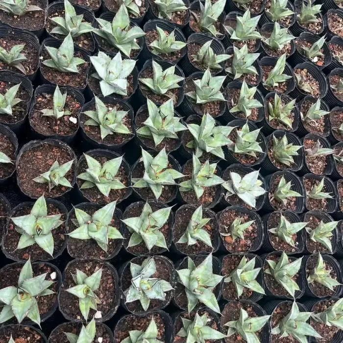 e201-82.webp Agave Titanota Yamakame - Image 1