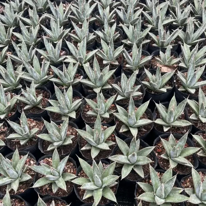 e201-83.webp Agave Ghiesbreghtii - Image 1