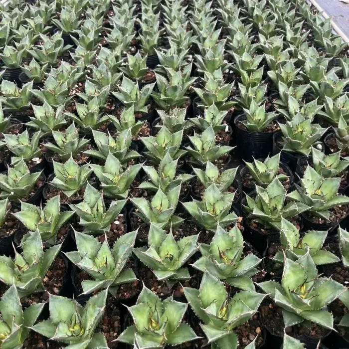 Agave Titanota Hades - Image 1