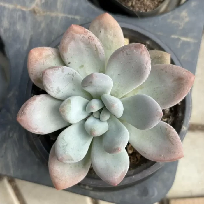 e201-88.webp Pachyveria Perfume - Image 1