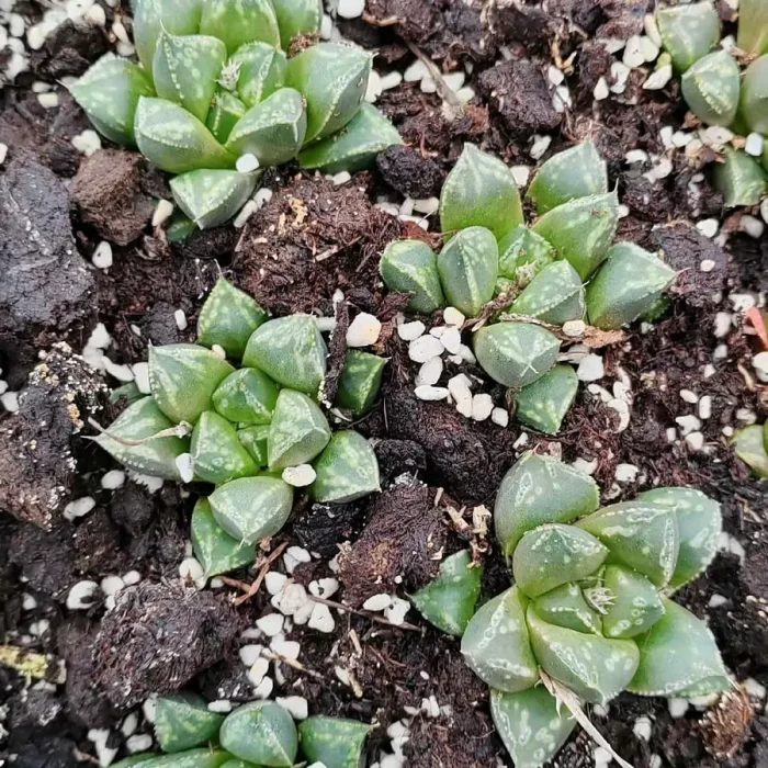 e201-9.webp Haworthia Guduji - Image 1