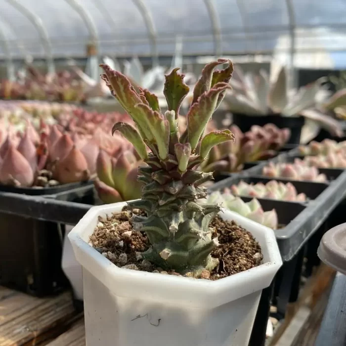 Euphorbiaceae-Monadenium guentheri - Image 2