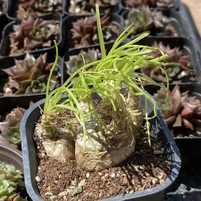 Haraella Freesia hybrida Klatt - Image 2