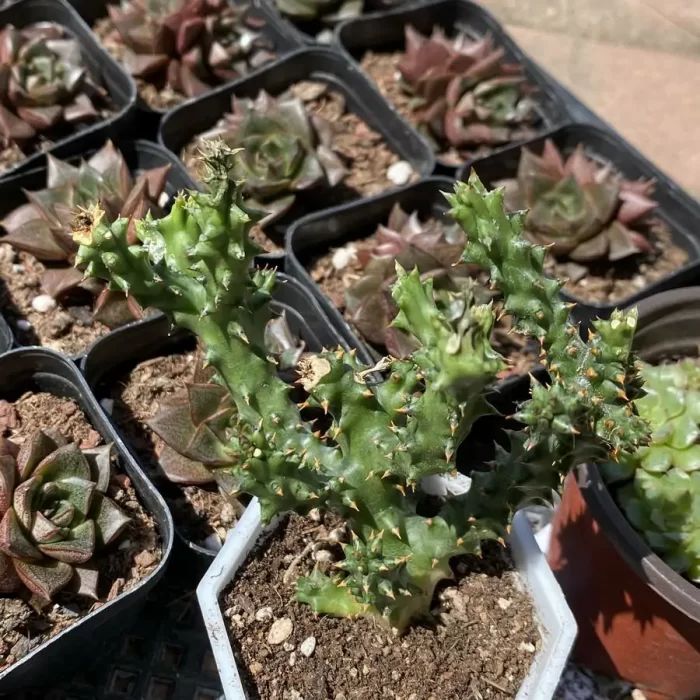 Asclepiadaceae Edithcolea grandis - Image 2