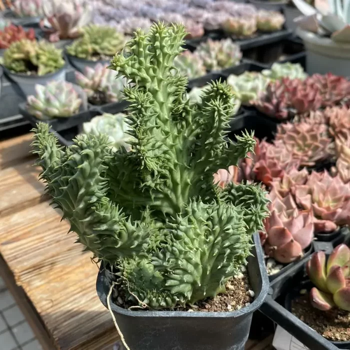 Cactus-Stapelia grandiflora Masson f. cristata - Image 2