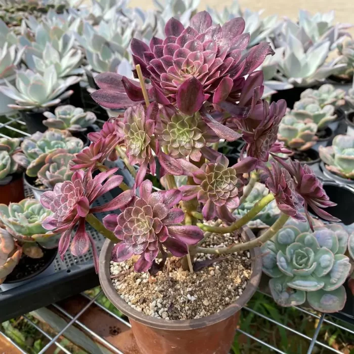 Aeonium Zwartkin White Variegated Cluster - Image 2