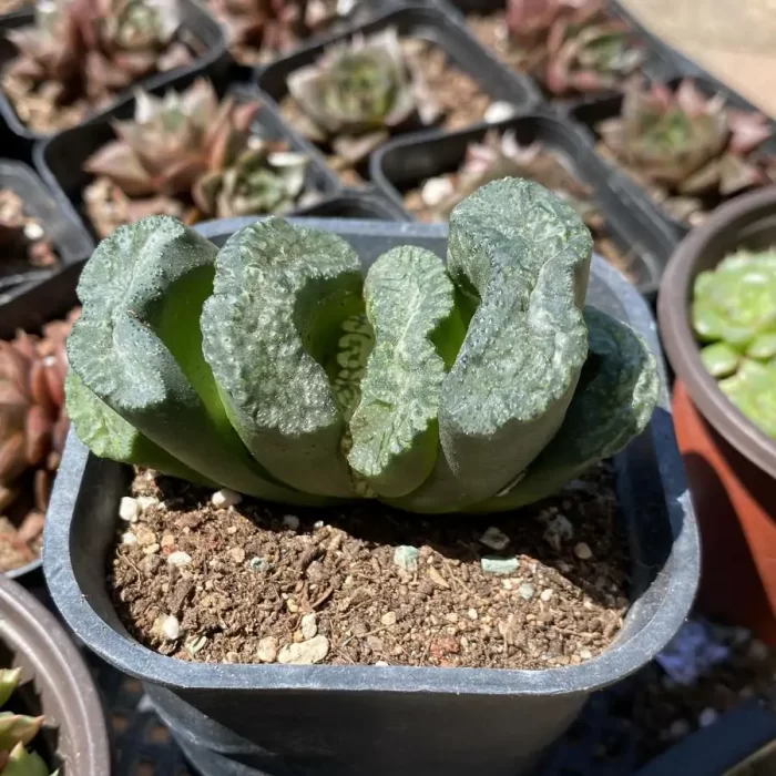 Haworthia Large Black Jade Fan - Image 2