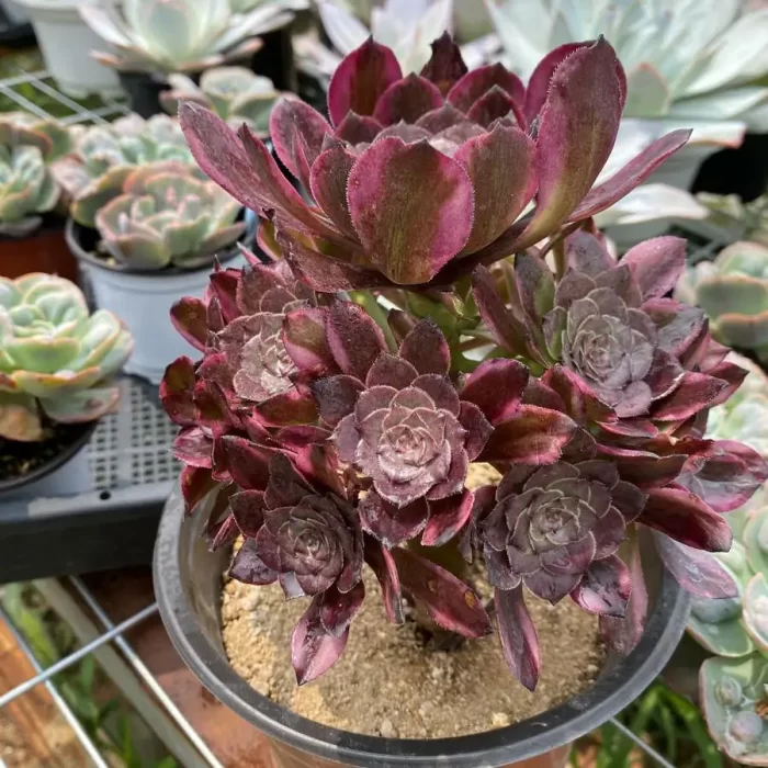 Aeonium Fireworks Clustering - Image 2