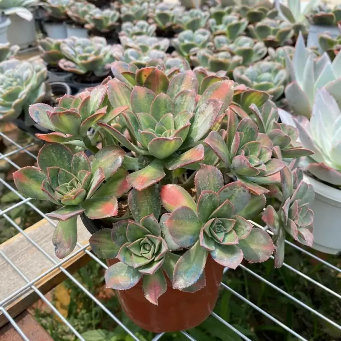 Aeonium Stars Clustering - Image 2