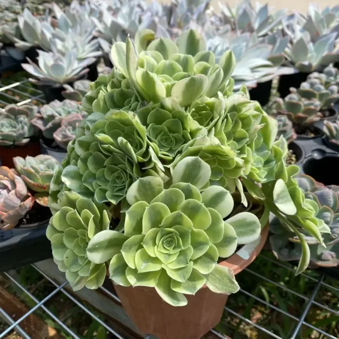 Aeonium Green Bean Paste Clustering - Image 2