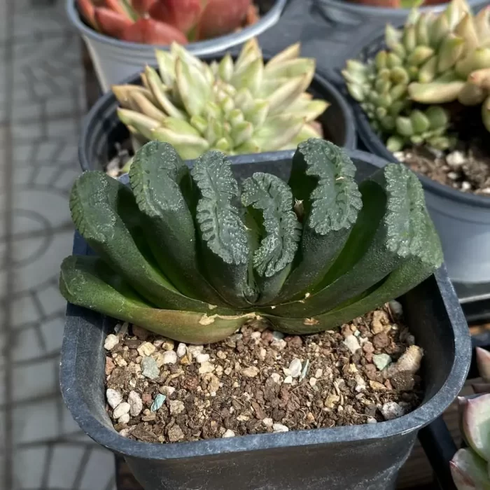 Haworthia Green Island Truncata - Image 2
