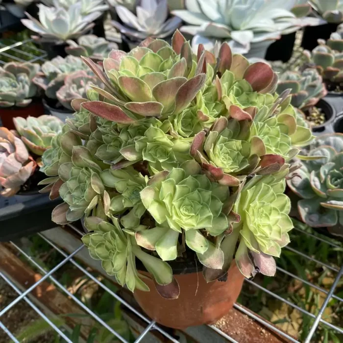 Aeonium Prime of youth Clustering - Image 2