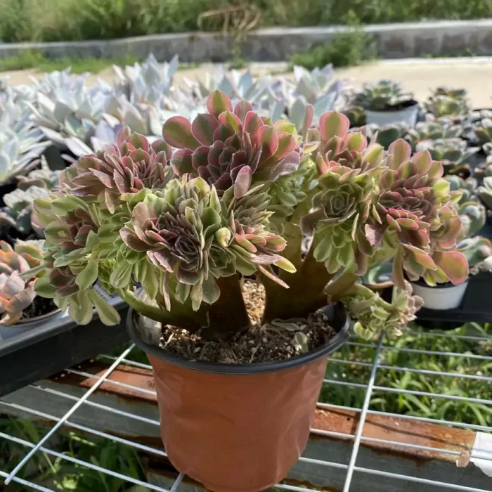 Aeonium Red Sleeve Variegated Cristata - Image 2