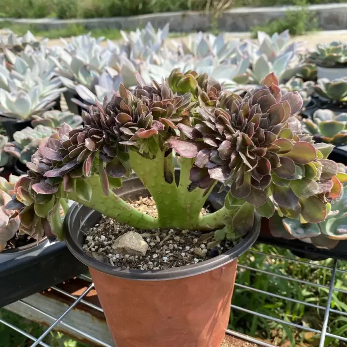 Aeonium Athena Cristata - Image 2