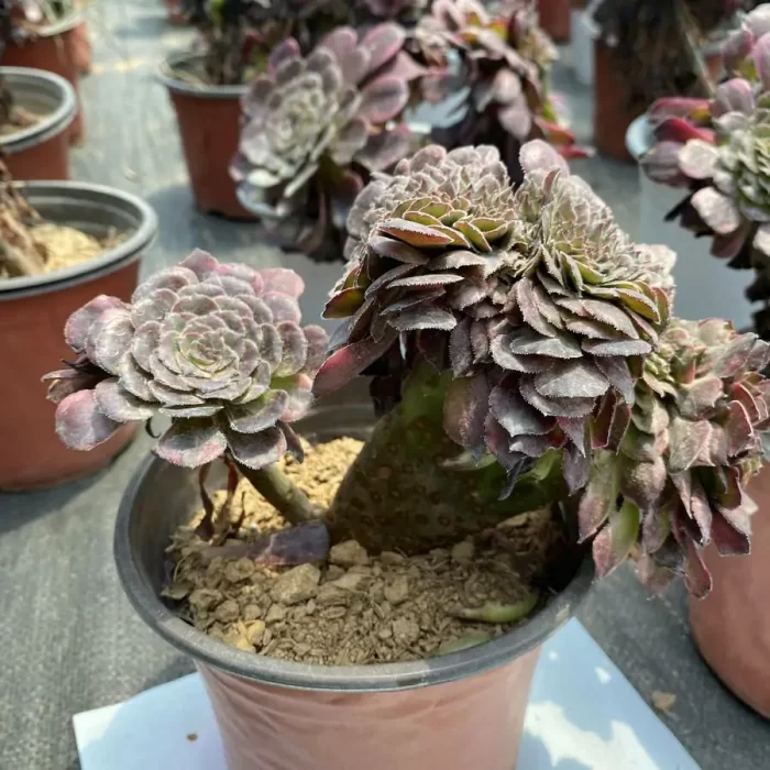 Aeonium Black King Kong Cristata - Image 2