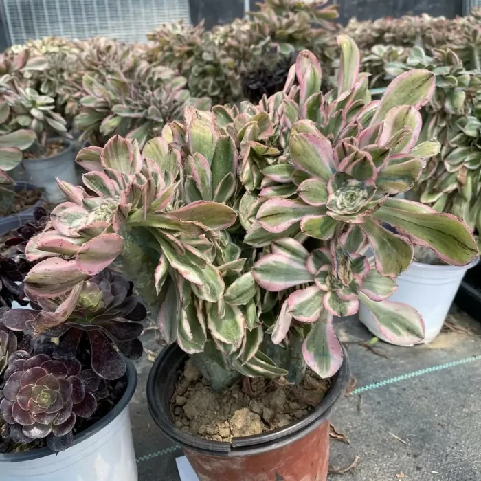 Aeonium Yanzi var. Cristata - Image 2