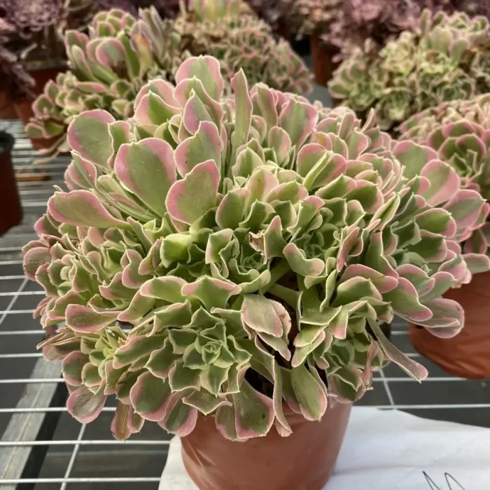 Aeonium Yuhua Stone Clustering - Image 2