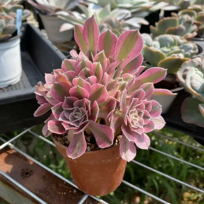 Aeonium Pink Witch Clustering - Image 2