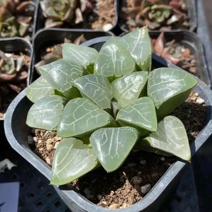 Haworthia Beauty Moon Shadow - Image 2