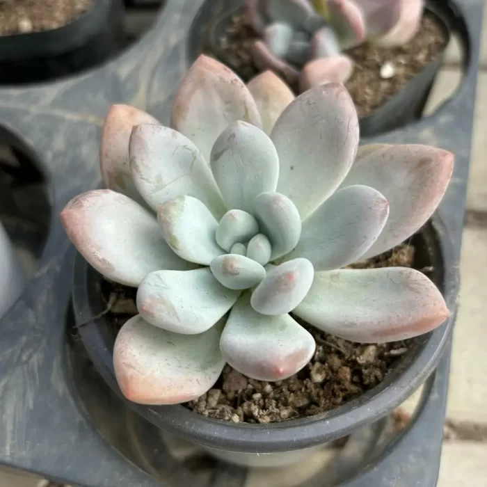 Pachyveria Perfume - Image 2