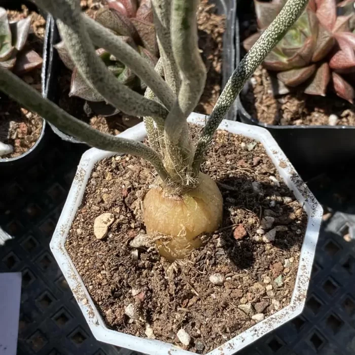 Cactus-Medusa - Image 2