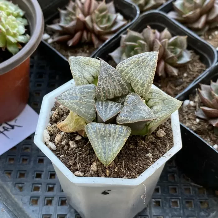 Haworthia Splendens - Image 2