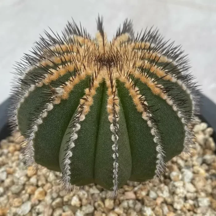 e201-1.webp Uebelmannia Pectinifera - Image 1