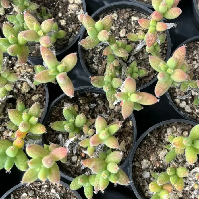 e201-10.webp Dicrocaulon Ramulosum Ice Crystals - Image 1