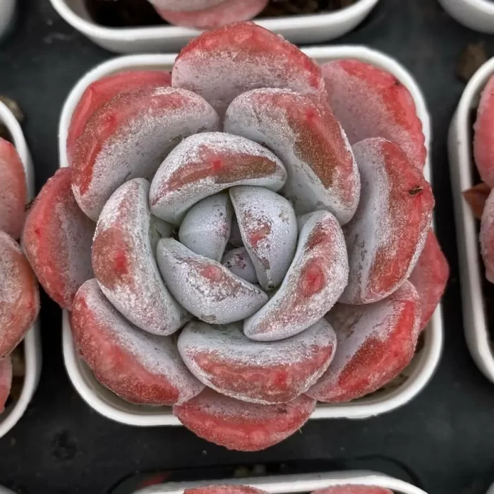 e201-101.webp Echeveria Frosty Bloom - Image 1