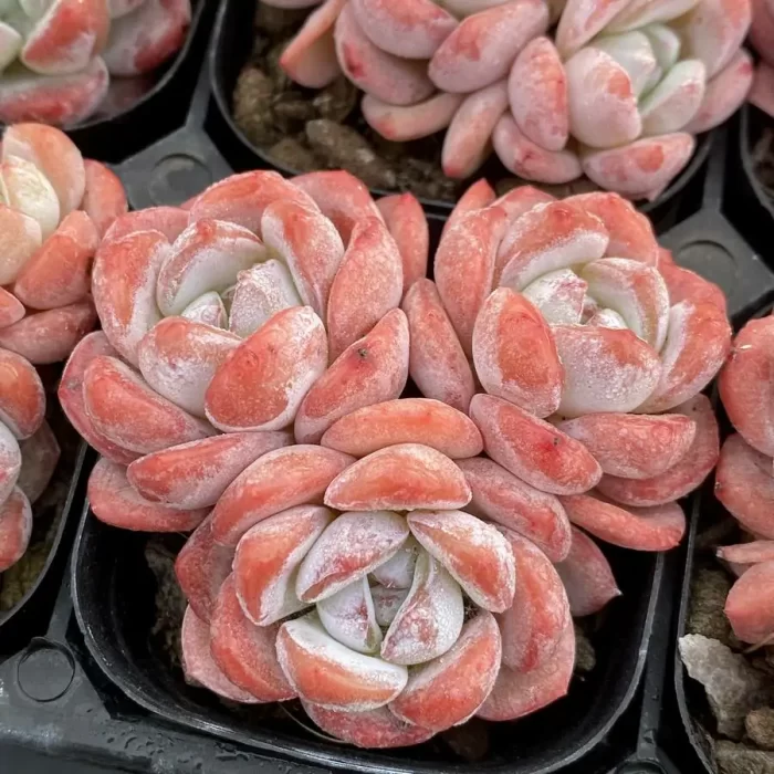 e201-102.webp Echeveria Frosty Bloom Clustering - Image 1
