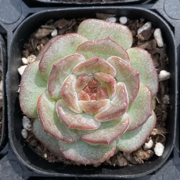 e201-104.webp Echeveria 0003 Magic Diamond - Image 1