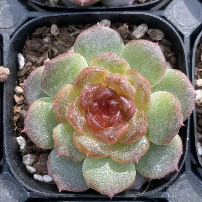 e201-105.webp Echeveria Feizixiao - Image 1