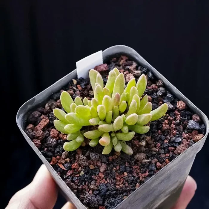 Dicrocaulon Ramulosum White Dew Flower - Image 1