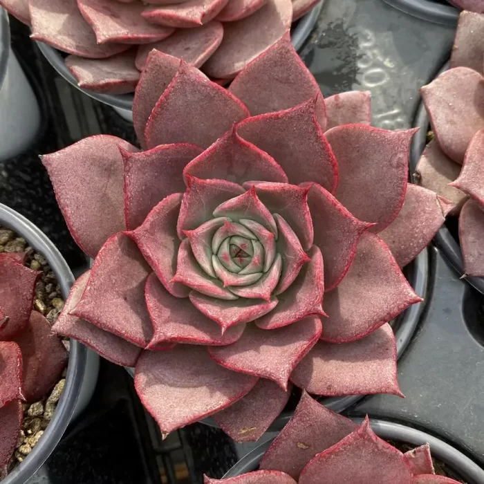 e201-110.webp Echeveria Corsican Rose - Image 1