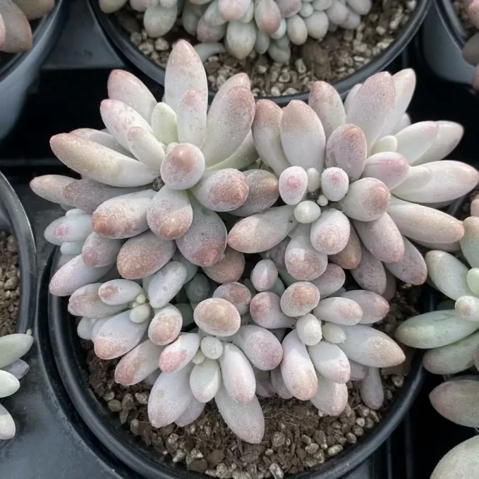 e201-115.webp Pachyphytum Pink Lover Clustering - Image 1