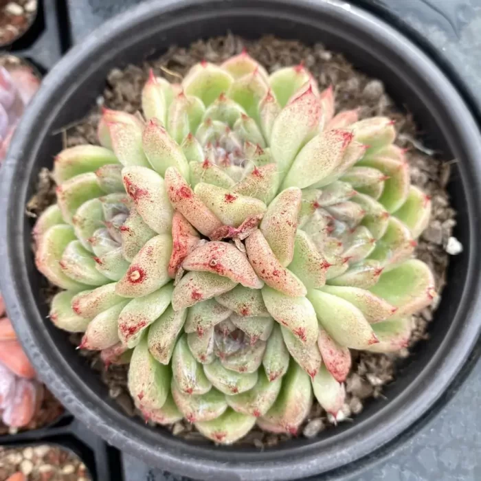 e201-116.webp Echeveria Black Sand Beach Clustering - Image 1