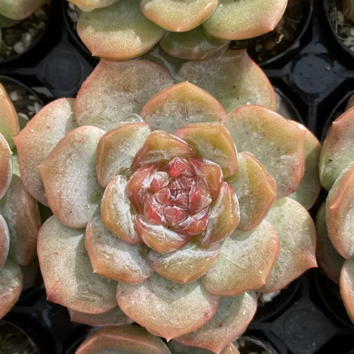 e201-118.webp Echeveria Lychee Powder - Image 1