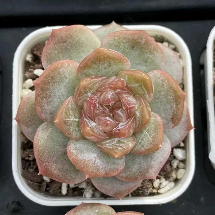 e201-119.webp Echeveria Lychee Powder - Image 1