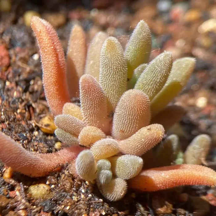 e201-12.webp Dicrocaulon Ramulosum Cat Tongue - Image 1