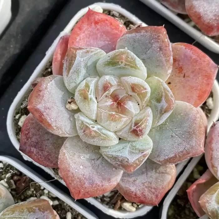 e201-120.webp Echeveria White porcelain - Image 1