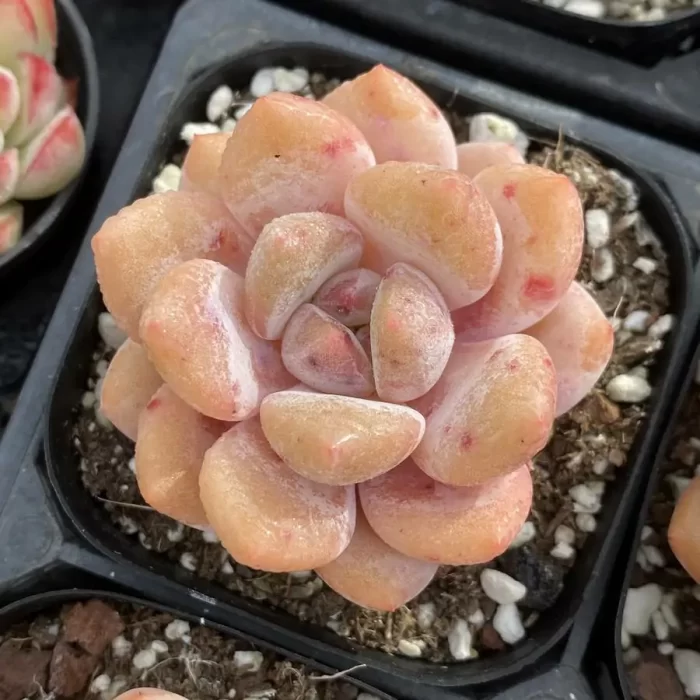 e201-121.webp Echeveria Orange - Image 1