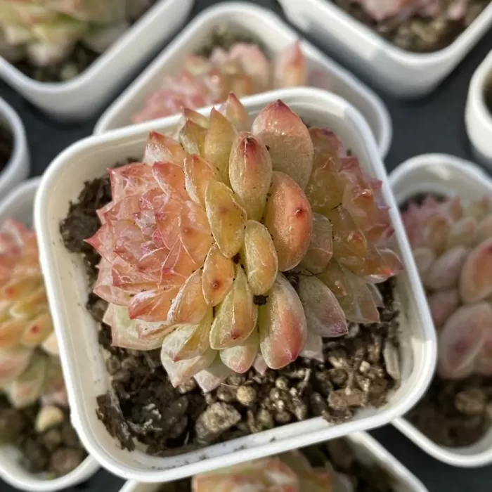 e201-122.webp Echeveria FuSu Double Head - Image 1